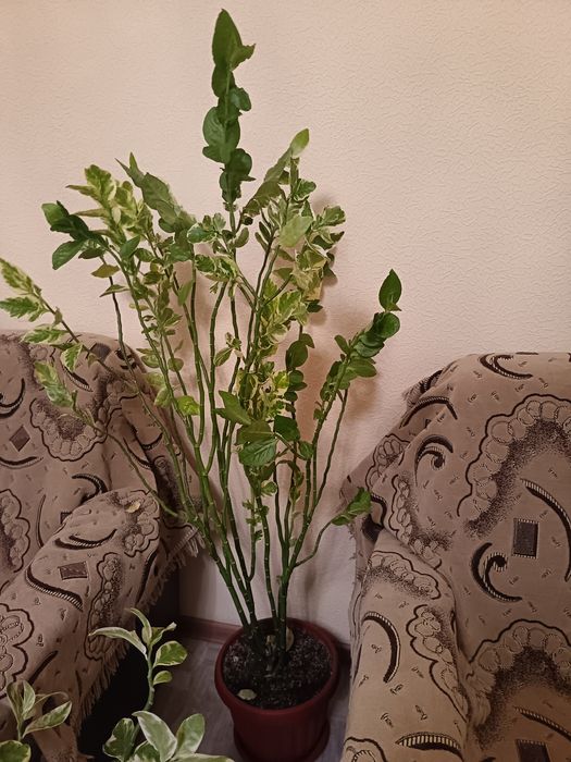 Продам цветы цены разные