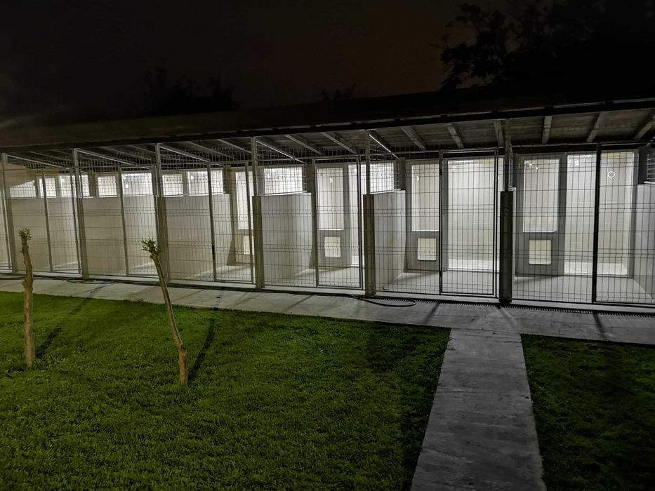 Cazare catei / Pensiune canina/Hotel