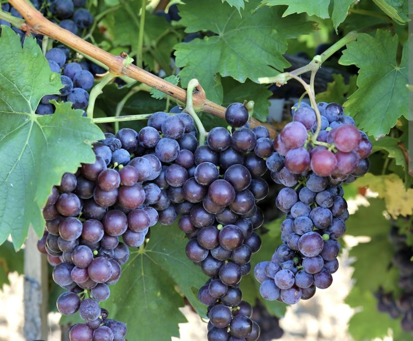 Struguri de vânzare – Merlot Noir
