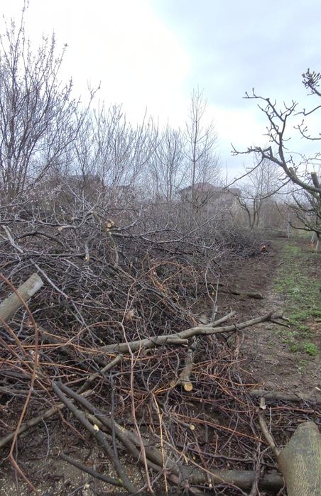 Curățare de copaci și viță de vie