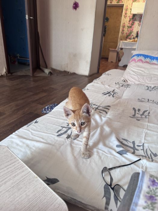 Отдам котенка в добрые руки