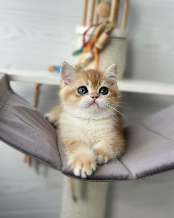 Элитные котята с питомника