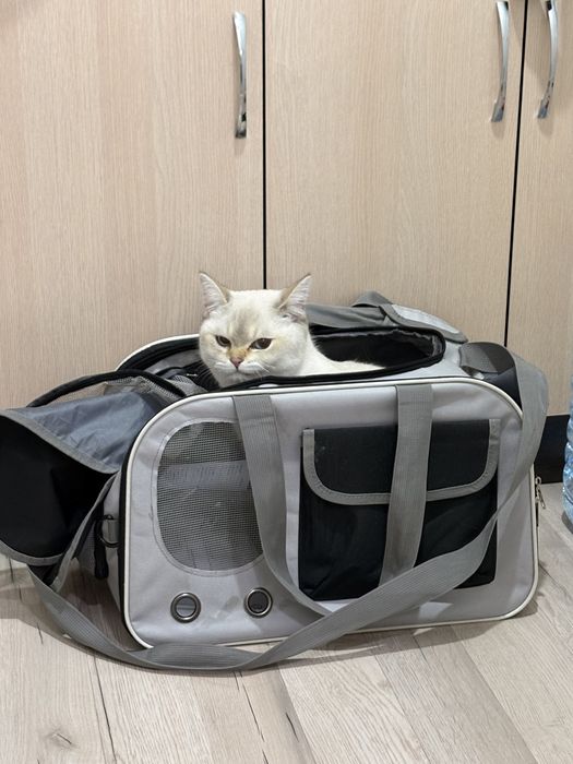 Котенок кот мальчик 8 месяцев