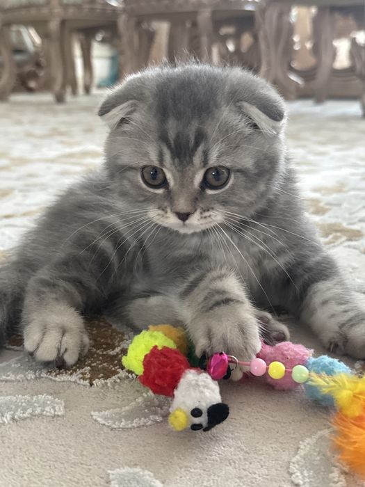 Продаю котёнка Скоттиш фолд