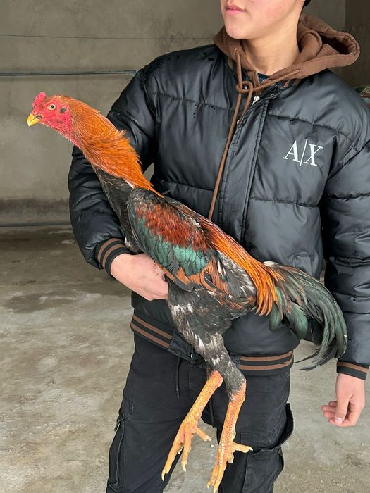 Дакан шоже майски 50.000