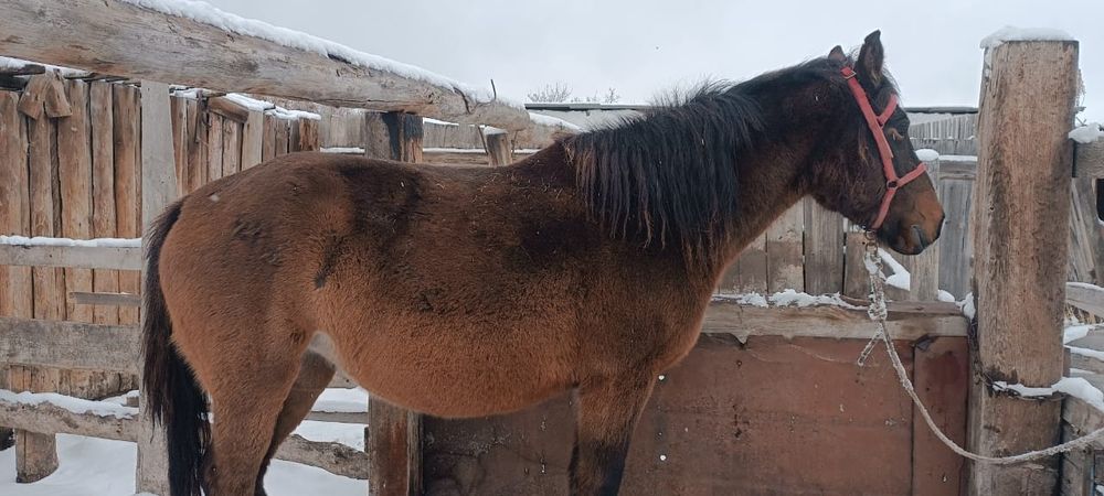 Продам кобылу 5 лет жеребая