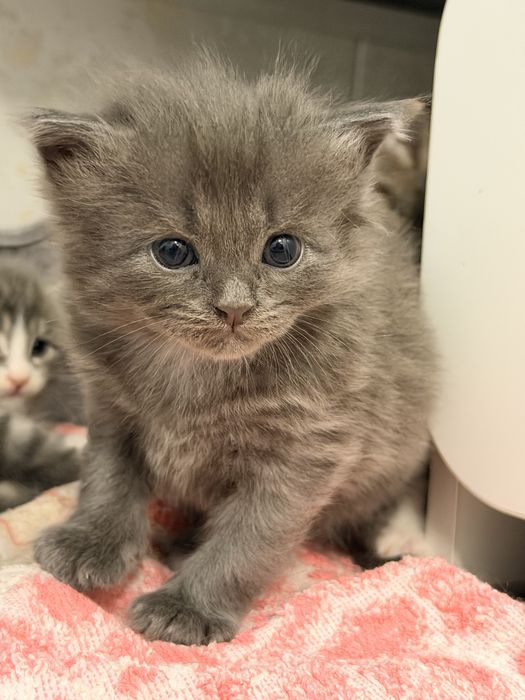 котенок мальчик в добрые руки