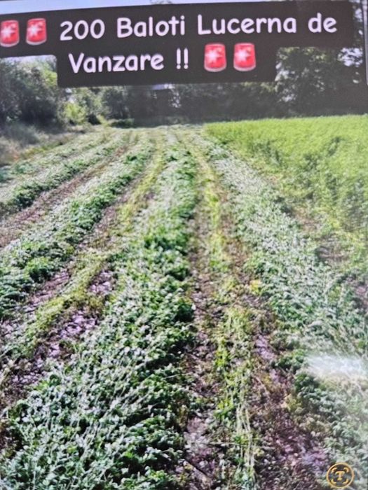 Baloti lucernă prima coasa