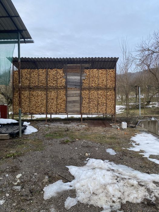 Vand Porumb boabe uscat