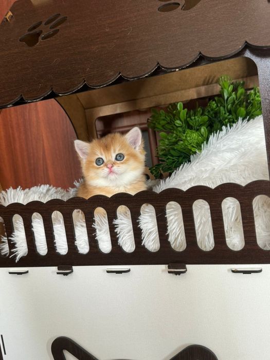 Шиншилла британская малышка