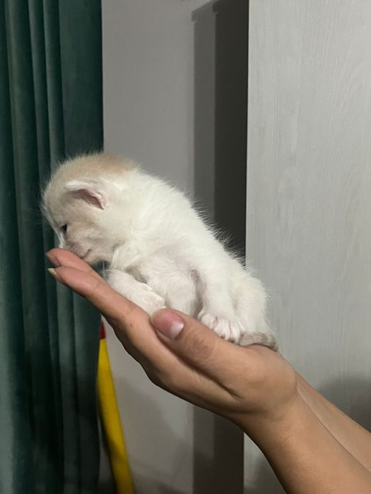 Продам котят вислоухие