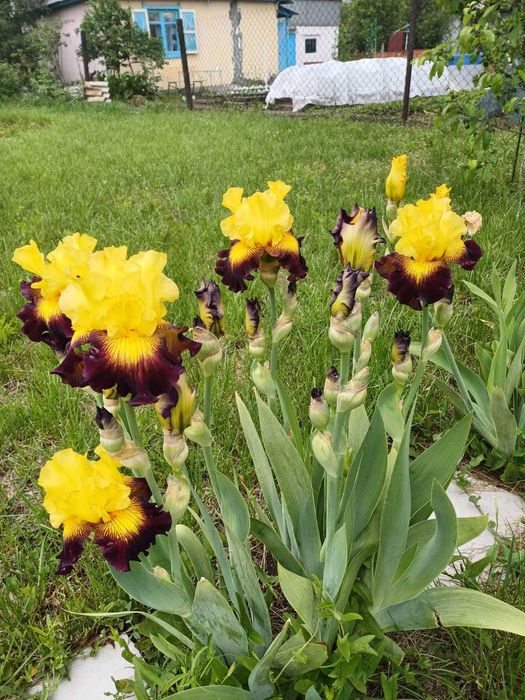 Дача 6 соток, с/т Дружба-1