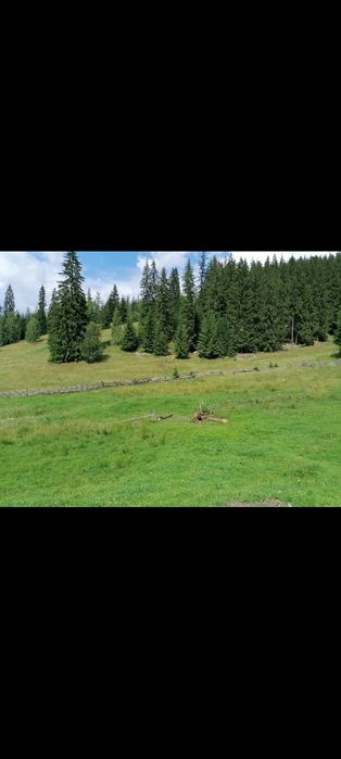 Vand doua  parcele la munte  in Bucovina