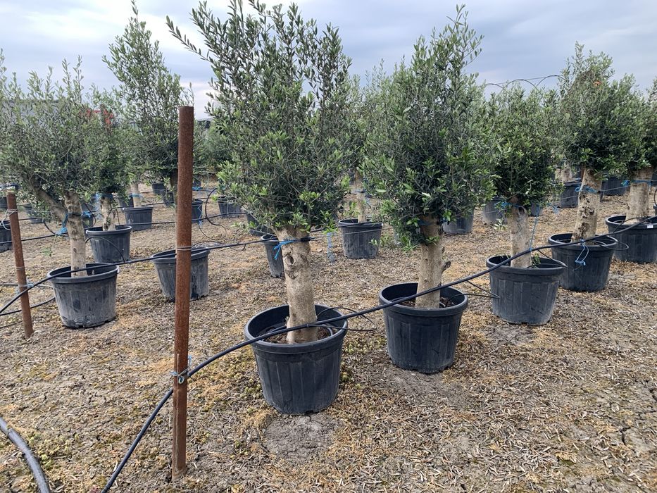 Maslin Olea Europaea pe rod