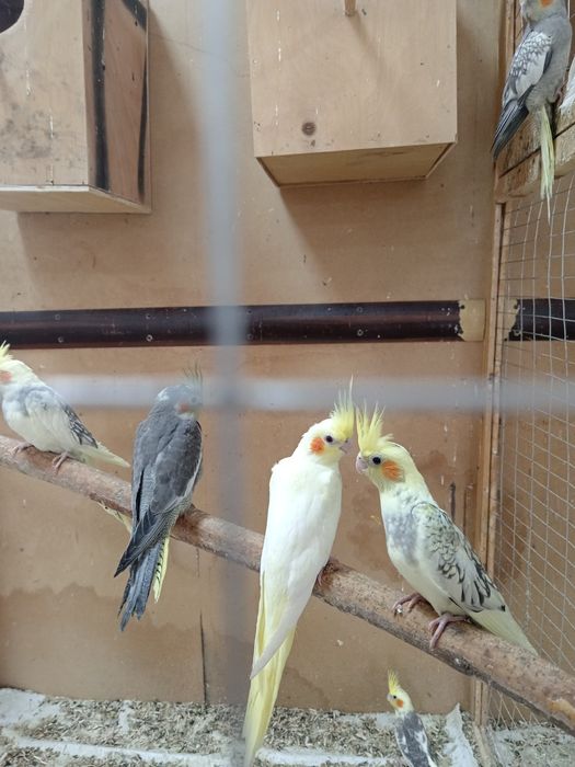 Папугай карелла Продам