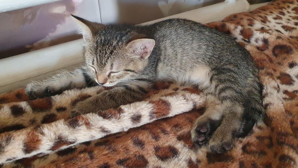 Отдам в добрые руки котеночка