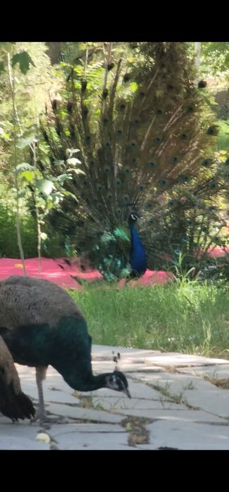 Tovuslar sotiladi 4 dona nar 2 dona moda.