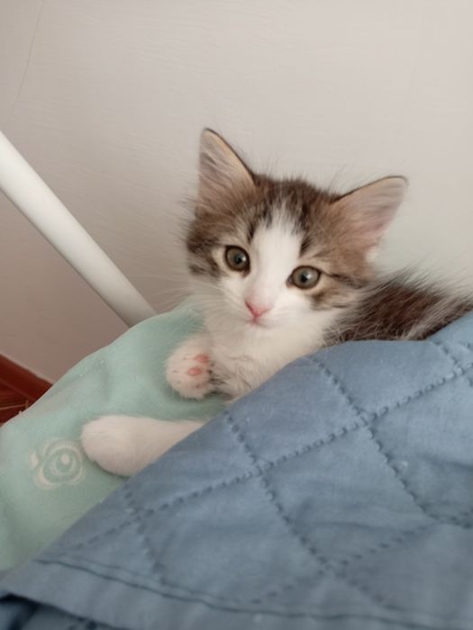 Котенок в добрые руки