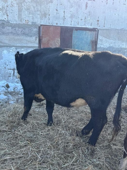 Продам 10 коров с телятами по 750000 тенге корова с теленкам