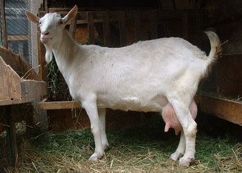 Козье молоко домашнее ешкі сүті