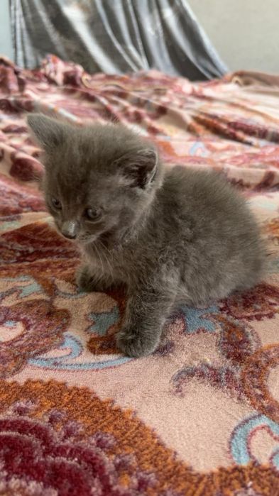 Уличные котята в добрые руки.
