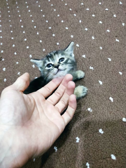 Отдам Котят даром в хорошие руки