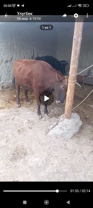 G'unajin sotiladi buguz