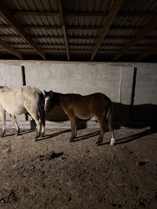 3 еркек тай, 2025 жылдын құлындары