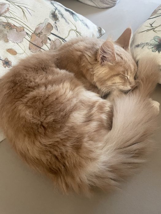 пропала кошка Мейн Кун, район малой станицы