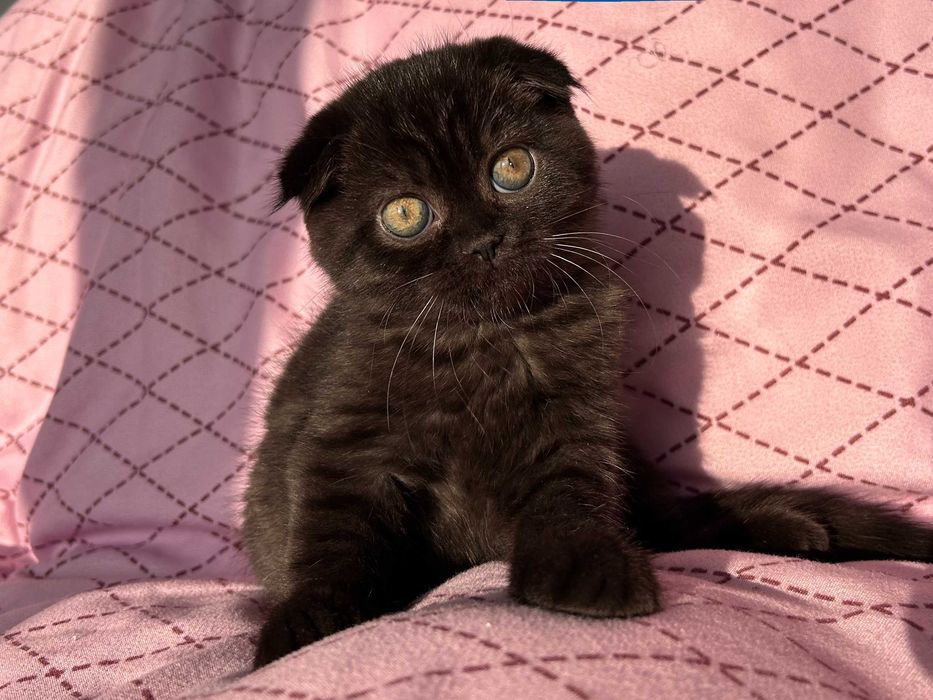 Pisoiaș culoare ciocolată-neagră, Scottish Fold. Pedigree