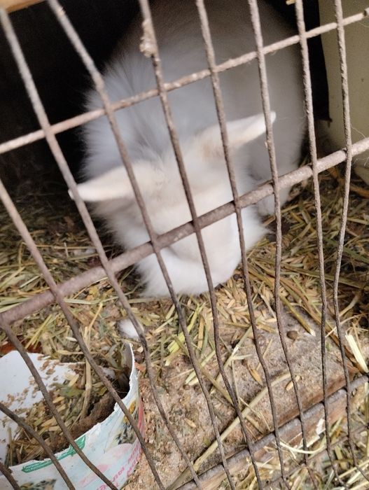 Кролики декаративные