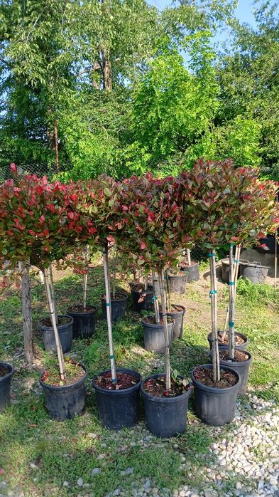 Plante și butasi de gradina cele mai mici preturi