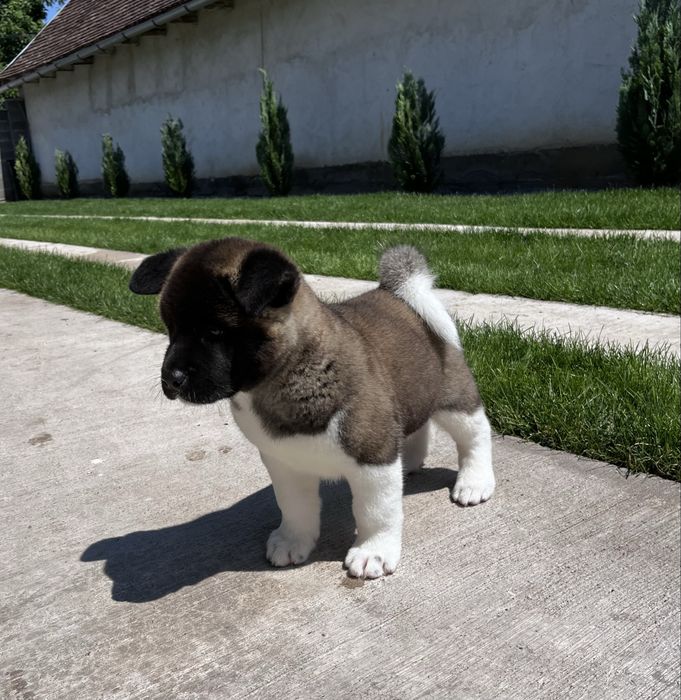 Akita American Femela