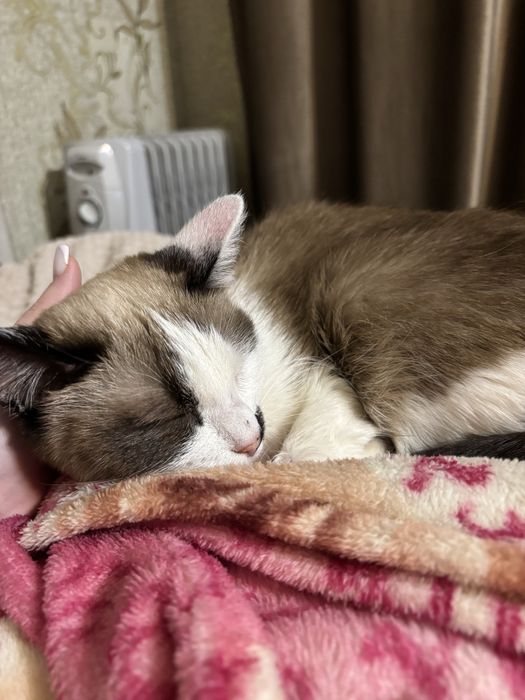 Отдадим кошечку в добрые руки)