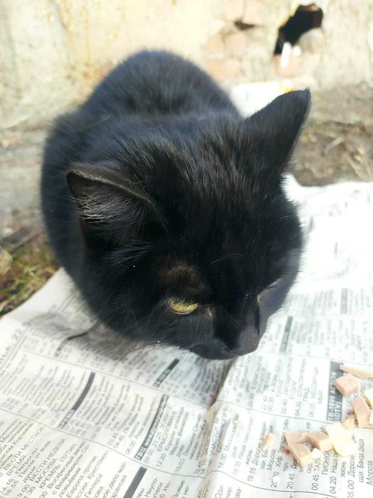 Кошечки в добрые руки