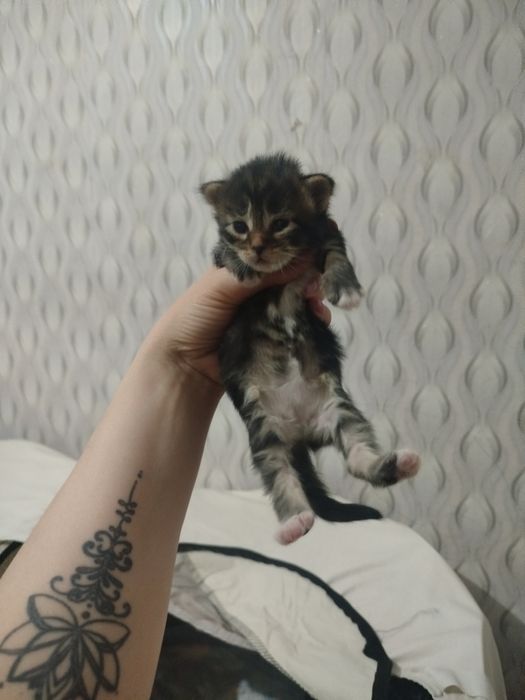 Открыта бронь котята мей кун