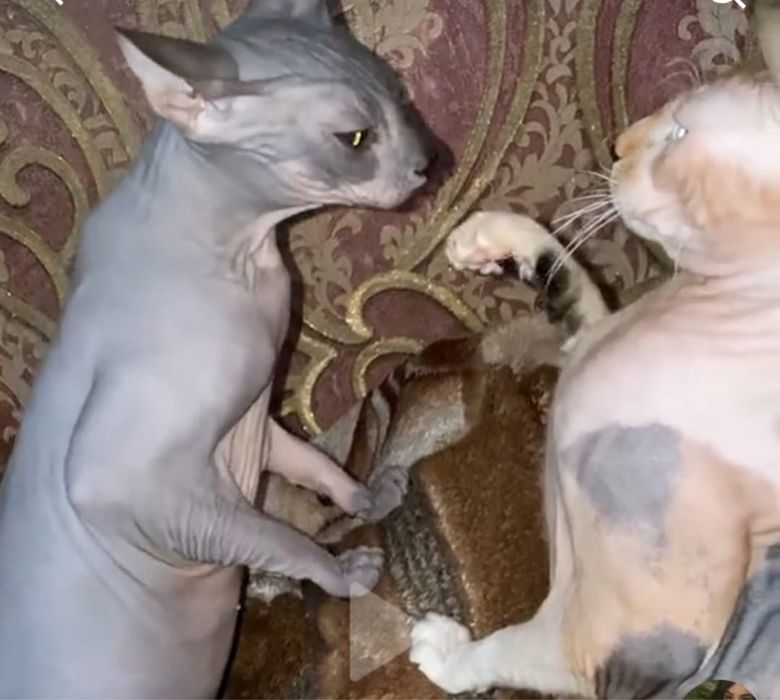 Отдам в добрые руки