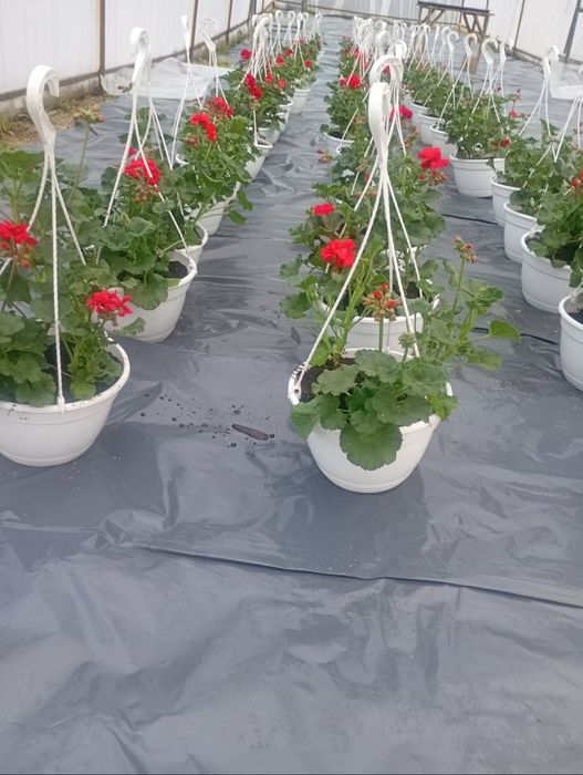 De vanzare Petuni Muscate 0758208858