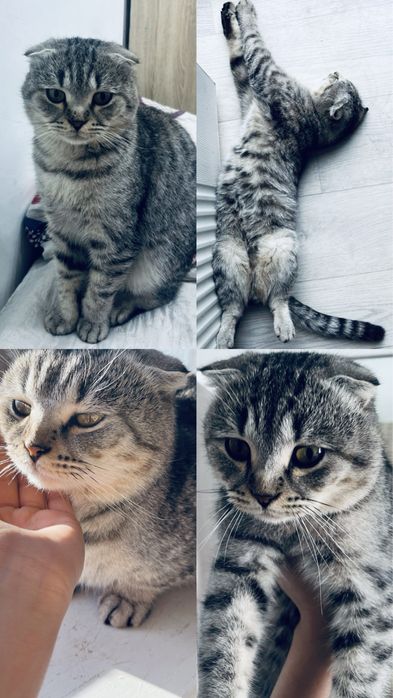 Продаётся котёнок в городе Актобе