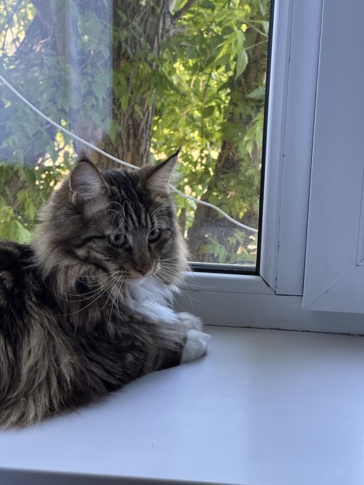 СРОЧНО продам кота мейн кун