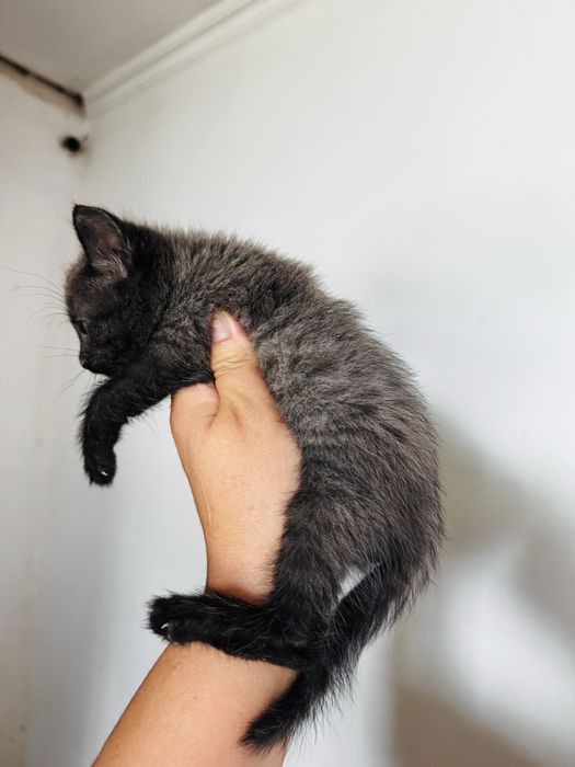 Милые котята приучены к лотку