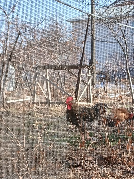 Продается петухи