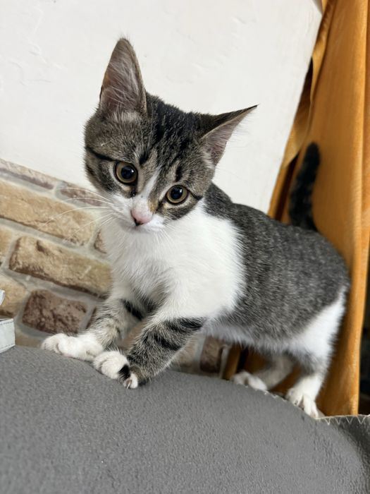 Котенок девочка 2 месяца