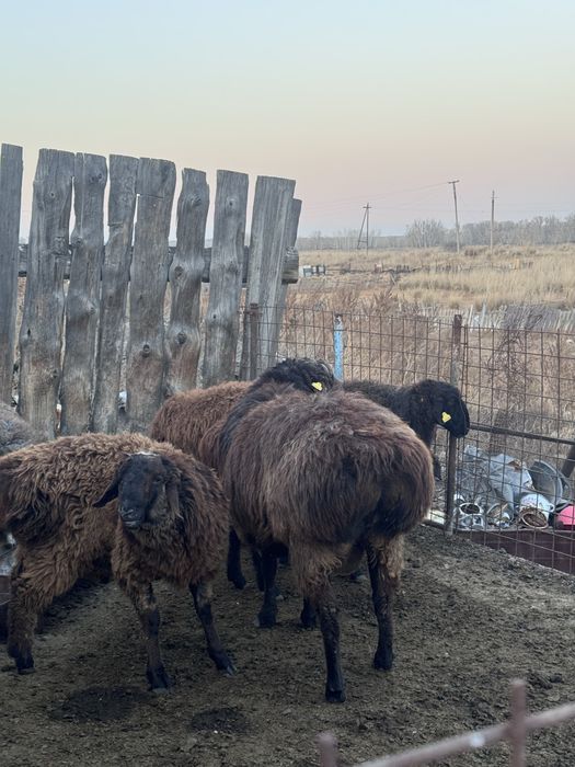 Қошқар сатамын, СЕМІЗ майлы !!!