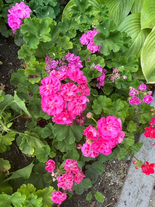 Продам герани разные