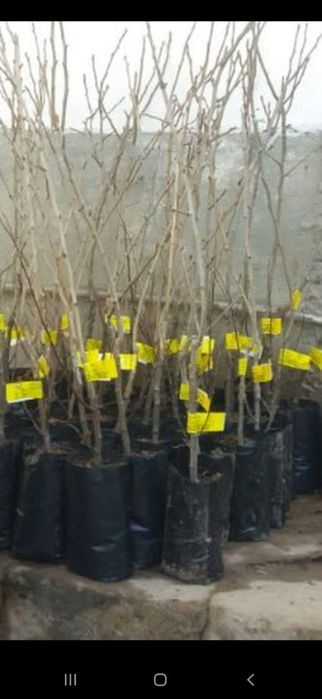 Ko'chat paket, кучат пакет