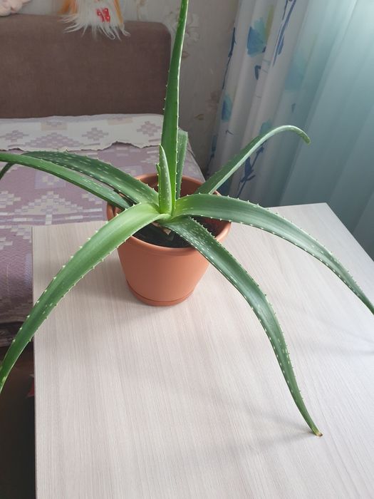 Продам цветок алоэ вера