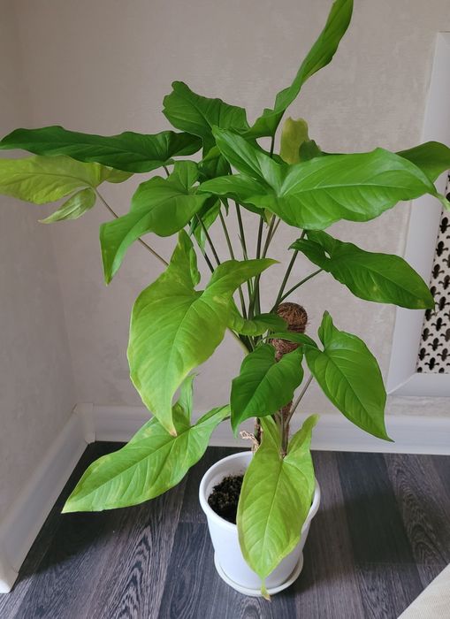 Продам комнатные цветы филодендрон