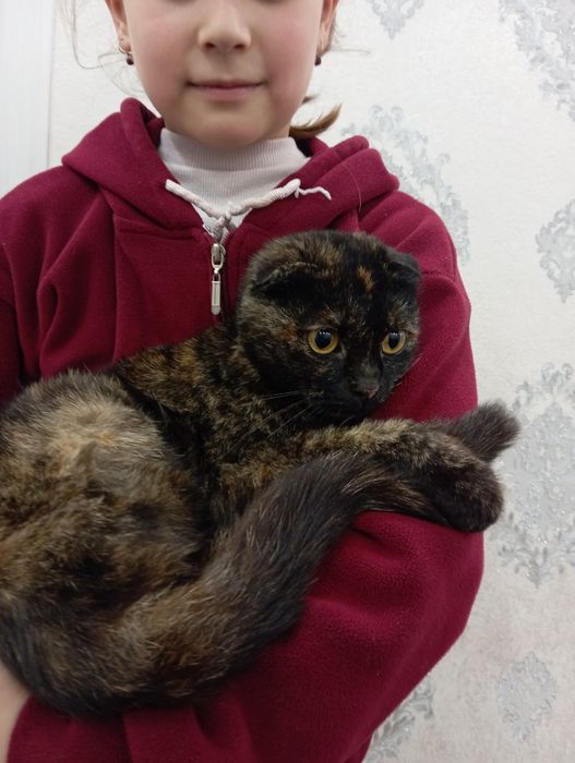 Shotlandskiy skotish fold ajoyib rangda