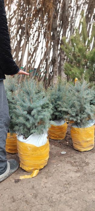 Galuboy yel archa sotiladi